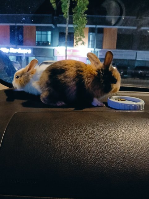 Milky And Pearl - Angora Rabbit + Harlequin Rabbit