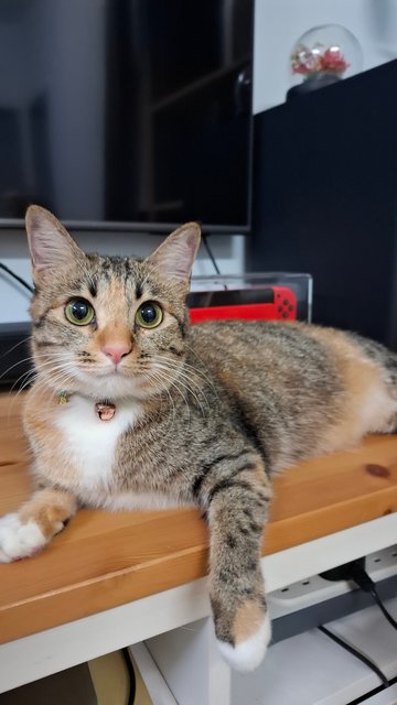 Rocky - Domestic Short Hair + Torbie Cat