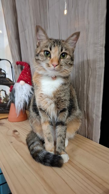 Rocky - Domestic Short Hair + Torbie Cat