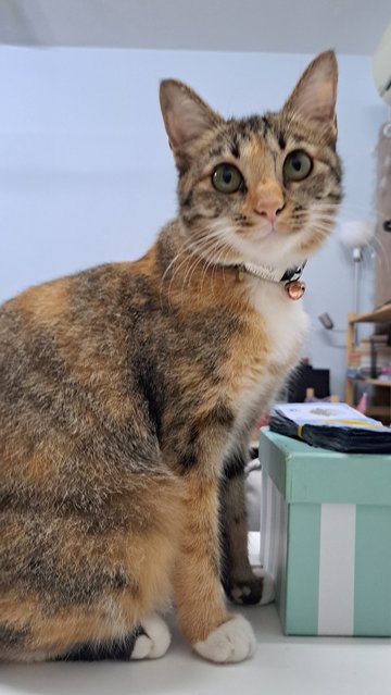 Rocky - Domestic Short Hair + Torbie Cat