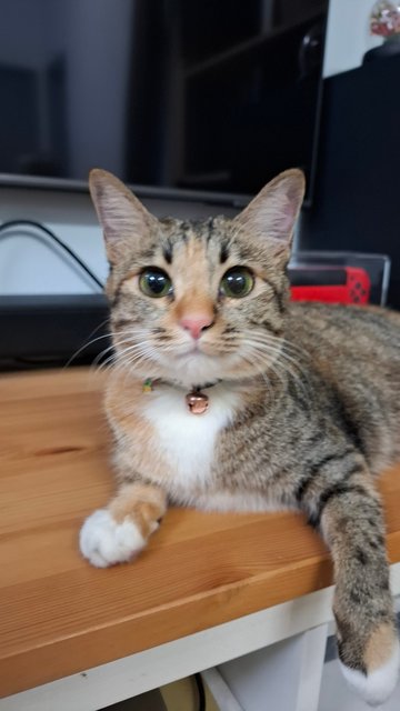 Rocky - Domestic Short Hair + Torbie Cat