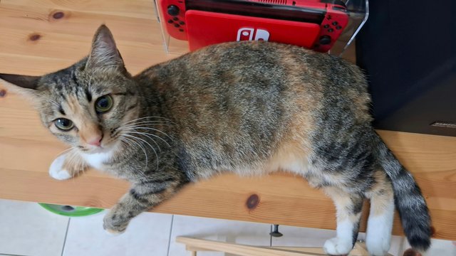 Rocky - Domestic Short Hair + Torbie Cat