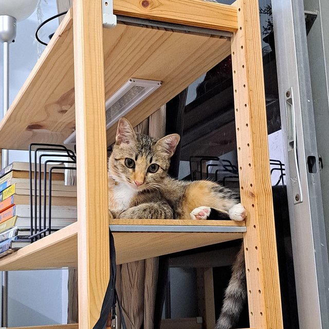 Rocky - Domestic Short Hair + Torbie Cat