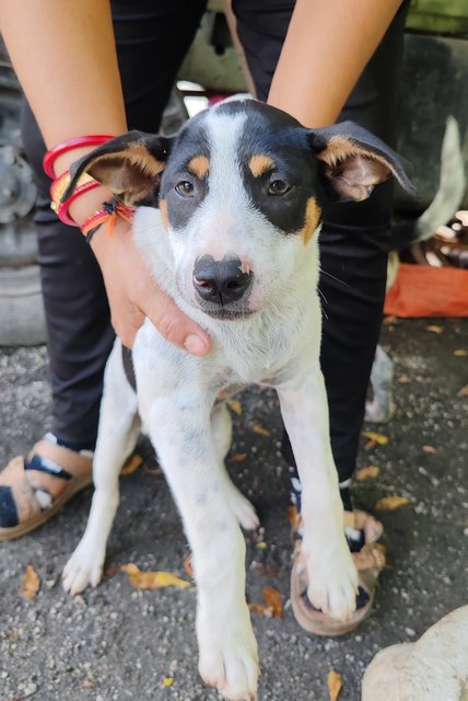 Helin - Mixed Breed Dog