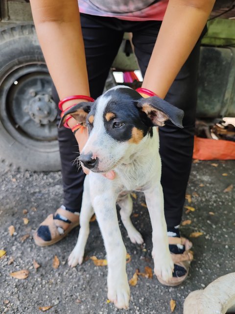 Helin - Mixed Breed Dog