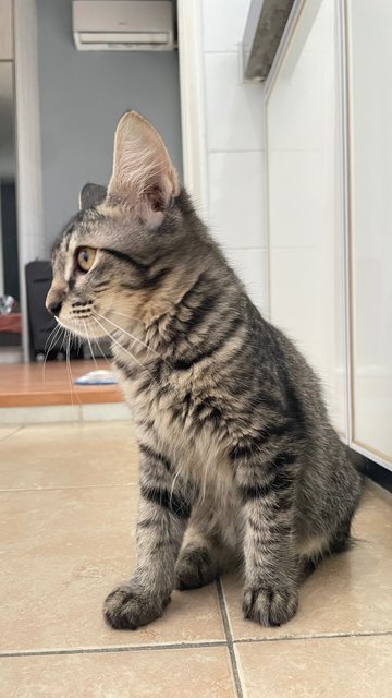 Frosty  - Domestic Medium Hair Cat