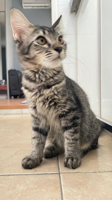 Frosty  - Domestic Medium Hair Cat