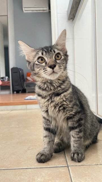 Frosty  - Domestic Medium Hair Cat