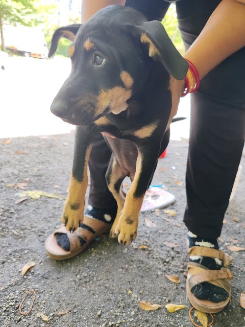 Lea - Mixed Breed Dog