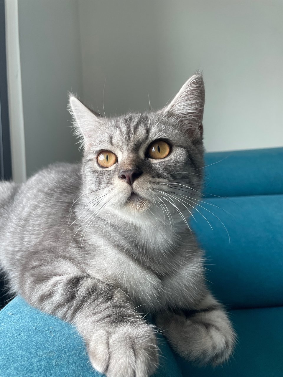 Ollie - Persian + British Shorthair Cat