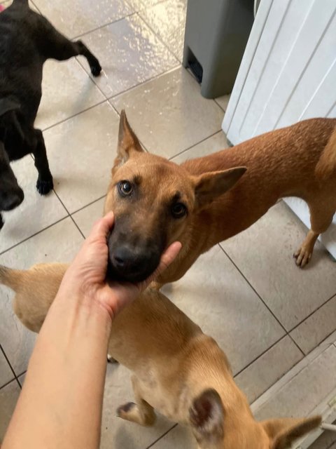 Luna ( Mini Cuddly Malinois - German Shepherd Dog Mix Dog