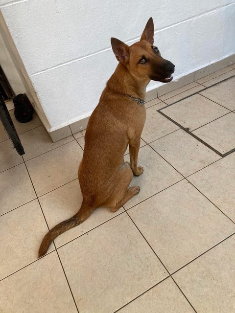 Luna ( Mini Cuddly Malinois - German Shepherd Dog Mix Dog