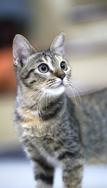 Salim, Rahim &amp; Atilia  - Domestic Short Hair Cat