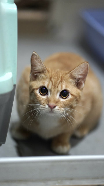 Salim, Rahim &amp; Atilia  - Domestic Short Hair Cat