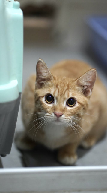 Salim, Rahim &amp; Atilia  - Domestic Short Hair Cat