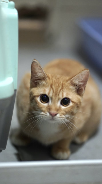 Salim, Rahim &amp; Atilia  - Domestic Short Hair Cat