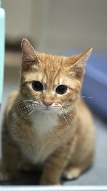 Salim, Rahim &amp; Atilia  - Domestic Short Hair Cat