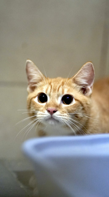 Salim, Rahim &amp; Atilia  - Domestic Short Hair Cat