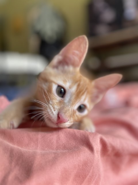 Salim, Rahim &amp; Atilia  - Domestic Short Hair Cat