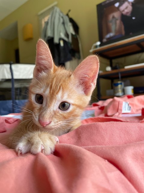 Salim, Rahim &amp; Atilia  - Domestic Short Hair Cat