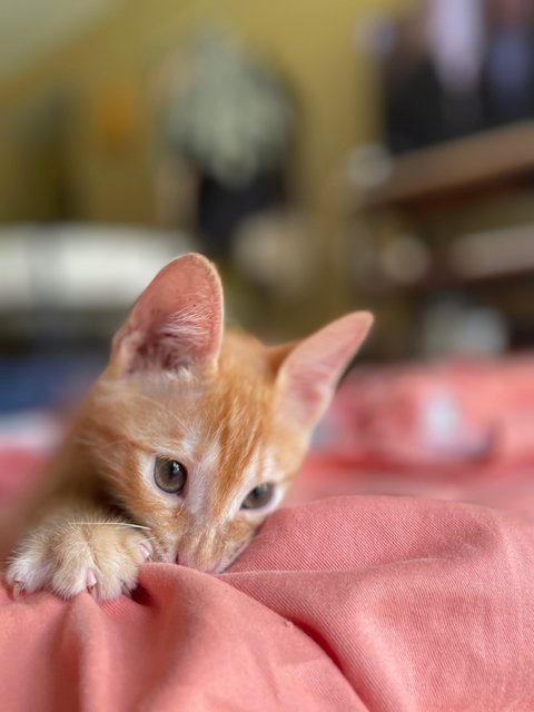 Salim, Rahim &amp; Atilia  - Domestic Short Hair Cat