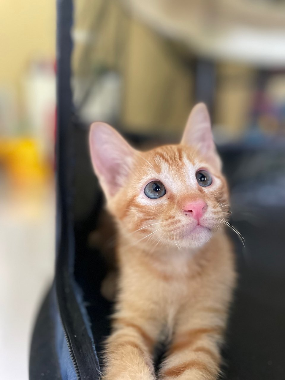 Salim, Rahim &amp; Atilia  - Domestic Short Hair Cat