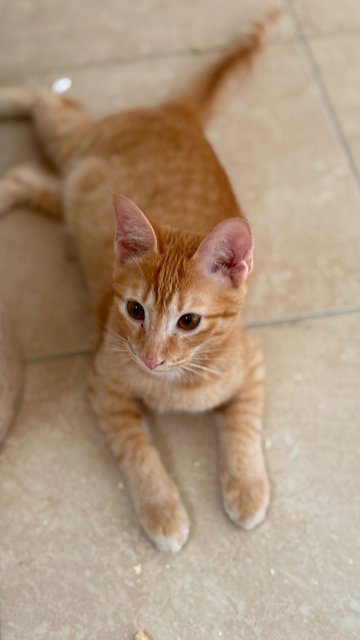 Tan Hong Ming  - Domestic Short Hair Cat
