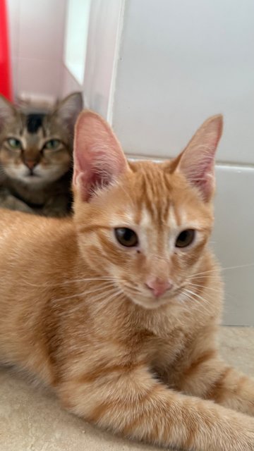 Tan Hong Ming  - Domestic Short Hair Cat