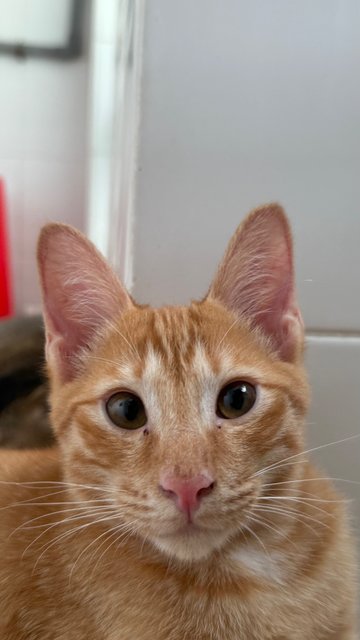 Tan Hong Ming  - Domestic Short Hair Cat