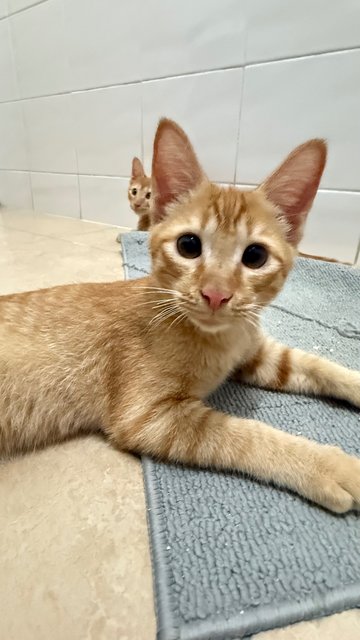 Tan Hong Ming  - Domestic Short Hair Cat
