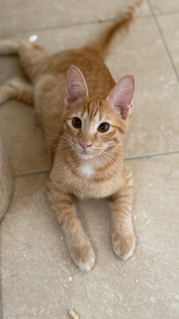 Tan Hong Ming  - Domestic Short Hair Cat