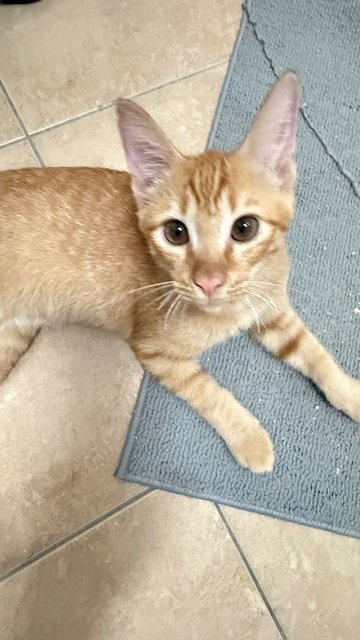 Tan Hong Ming  - Domestic Short Hair Cat