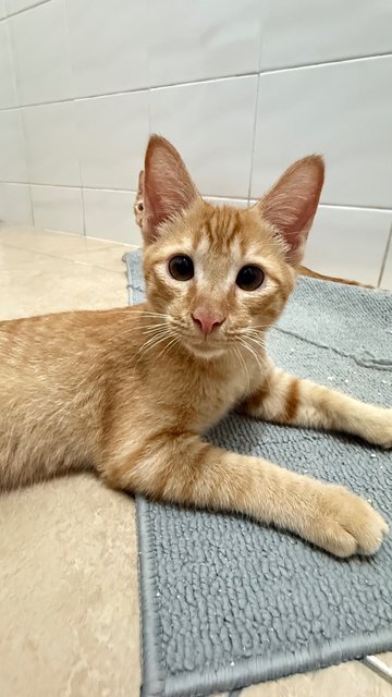 Tan Hong Ming  - Domestic Short Hair Cat