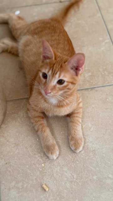 Tan Hong Ming  - Domestic Short Hair Cat