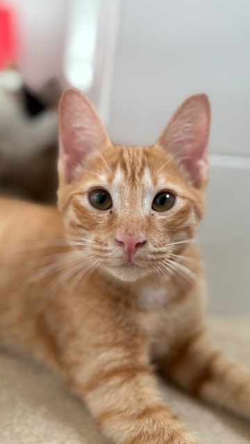 Tan Hong Ming  - Domestic Short Hair Cat