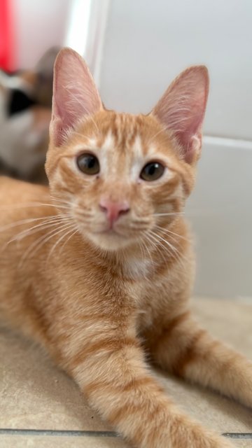 Tan Hong Ming  - Domestic Short Hair Cat