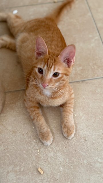 Tan Hong Ming  - Domestic Short Hair Cat