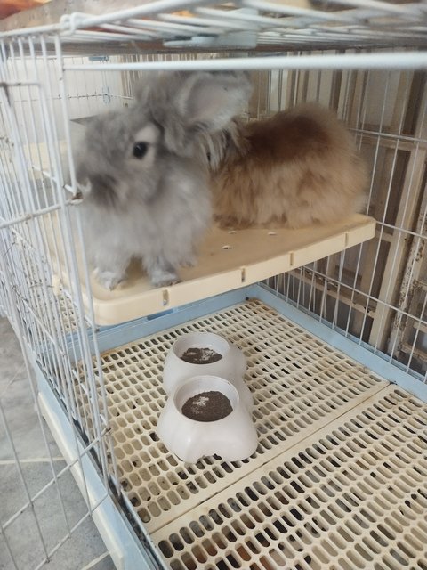 Cha Cha Grey - Lionhead + Angora Rabbit Rabbit