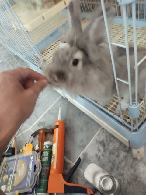 Cha Cha Grey - Lionhead + Angora Rabbit Rabbit