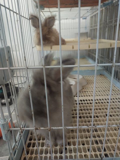 Cha Cha Grey - Lionhead + Angora Rabbit Rabbit