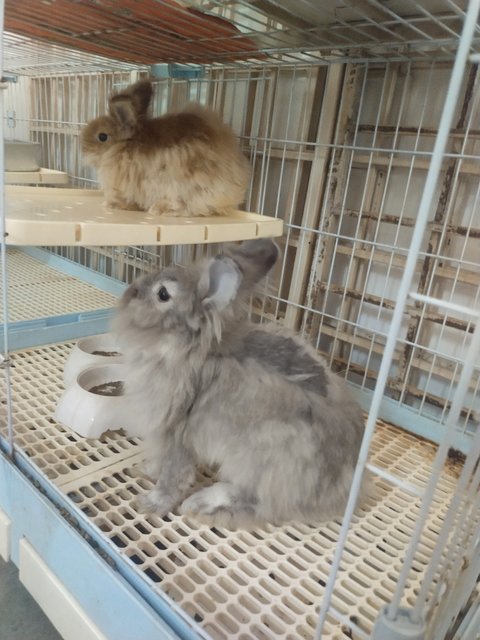 Cha Cha Grey - Lionhead + Angora Rabbit Rabbit