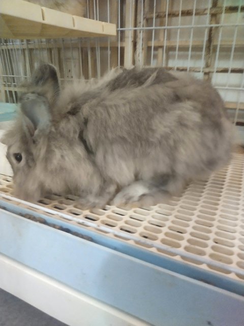 Cha Cha Grey - Lionhead + Angora Rabbit Rabbit