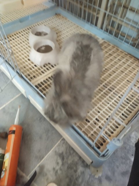 Cha Cha Grey - Lionhead + Angora Rabbit Rabbit