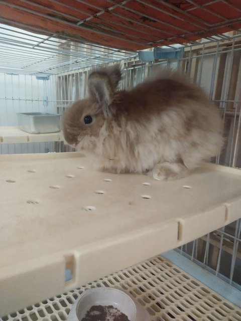 Kapas - Angora Rabbit + Lionhead Rabbit