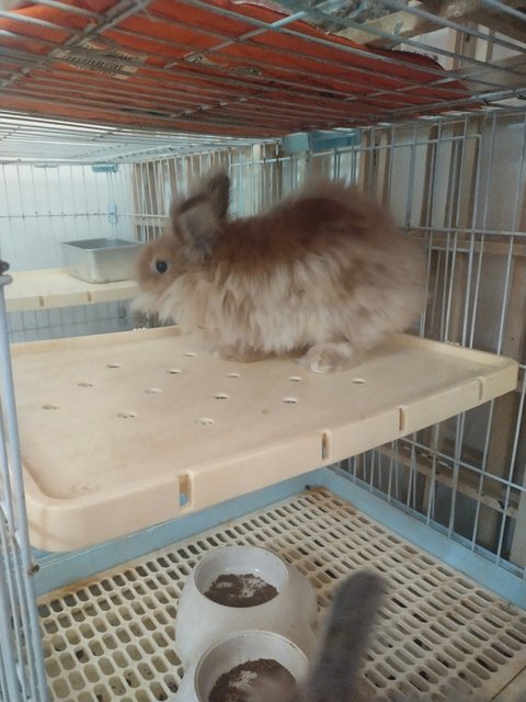 Kapas - Angora Rabbit + Lionhead Rabbit