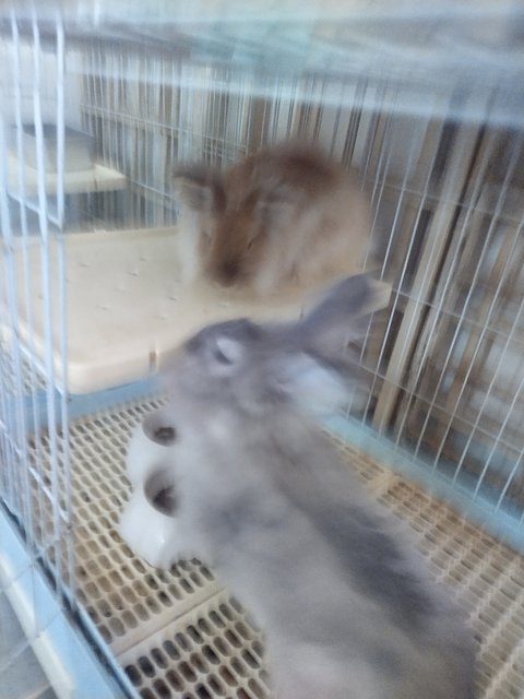 Chacha &amp; Kapas - Angora Rabbit + Lionhead Rabbit