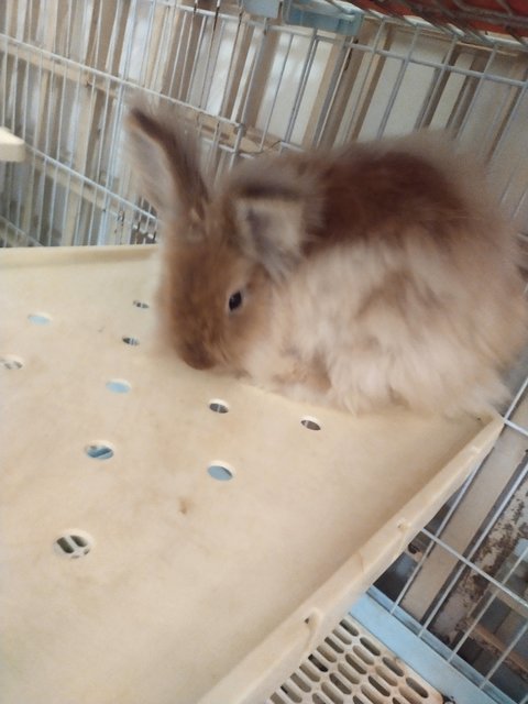 Chacha &amp; Kapas - Angora Rabbit + Lionhead Rabbit