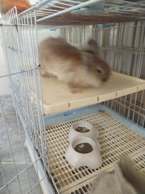 Chacha &amp; Kapas - Angora Rabbit + Lionhead Rabbit