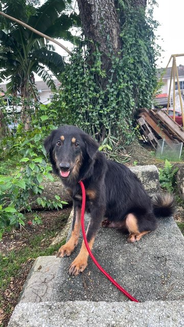 Stormy  - Mixed Breed Dog