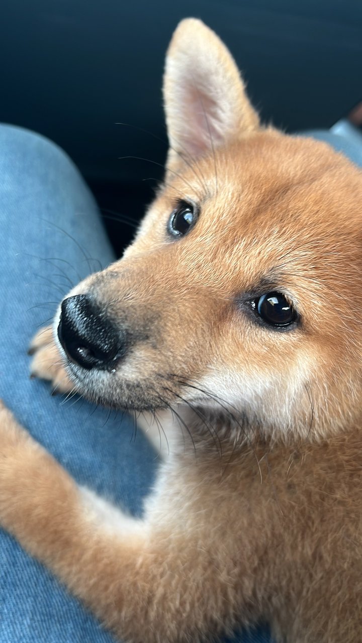 Shiba Inu - Shiba Inu Dog